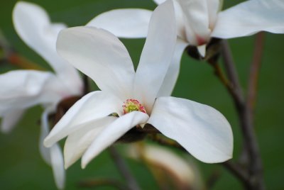 Magnolia hybr. 'Wadas Memory' - šácholan - květ